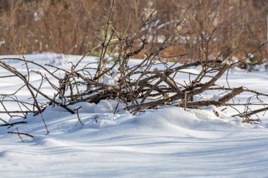 Şiddetli kar yağışından sonra, her yıl çalılık