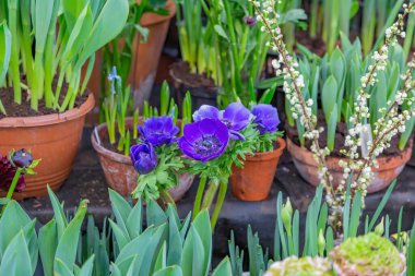 Parlak yaz çiçekleri botanik serasında çiçek açtı.