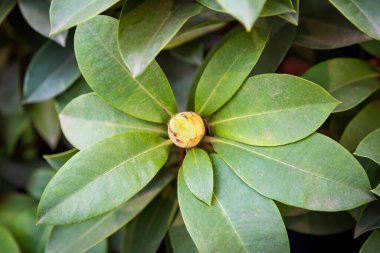 Parlak yaz çiçekleri botanik serasında çiçek açtı.