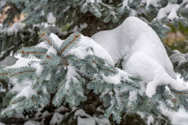 Kış mevsiminde karla kaplı ağaç dalları