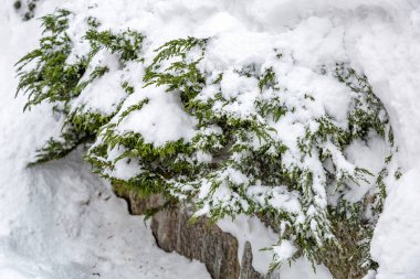Kış mevsiminde karla kaplı ağaç dalları