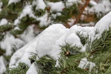 Kış mevsiminde karla kaplı ağaç dalları
