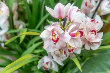 Parlak yaz çiçekleri botanik serasında çiçek açtı.