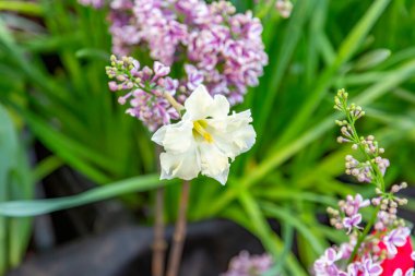 Parlak yaz çiçekleri botanik serasında çiçek açtı.
