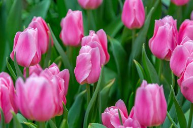 Parlak yaz çiçekleri botanik serasında çiçek açtı.