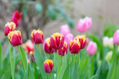 Parlak yaz çiçekleri botanik serasında çiçek açtı.