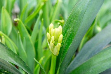 Parlak yaz çiçekleri botanik serasında çiçek açtı.