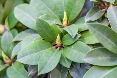 Parlak yaz çiçekleri botanik serasında çiçek açtı.