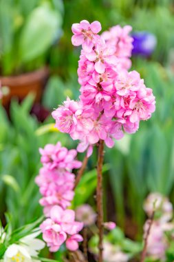 Parlak yaz çiçekleri botanik serasında çiçek açtı.