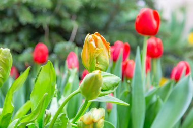 Parlak yaz çiçekleri botanik serasında çiçek açtı.