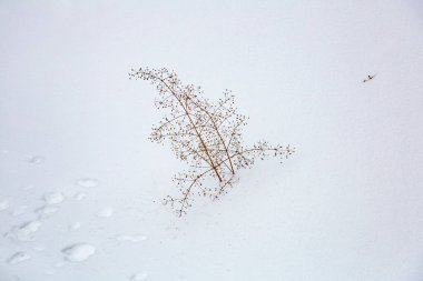 Şiddetli kar yağışından sonra, her yıl çalılık