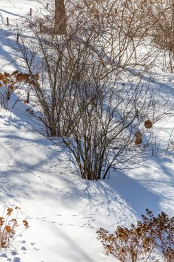 Şiddetli kar yağışından sonra, her yıl çalılık
