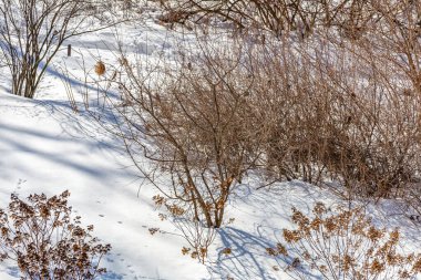 Şiddetli kar yağışından sonra, her yıl çalılık