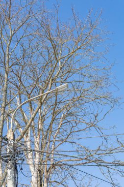 Gündüz vakti halka açık bir parkta antika demir fener.