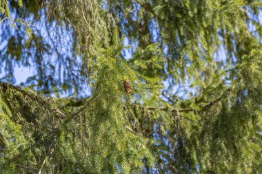 Büyük ladin konisi ya da yeşil bir dikenli dalda çam kozalağı ağacı.