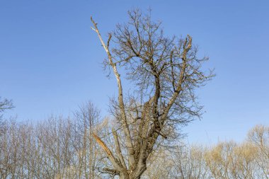 Uzun ömürlü ağaç dalları ve gündüz vakti mavi bulutsuz gökyüzü
