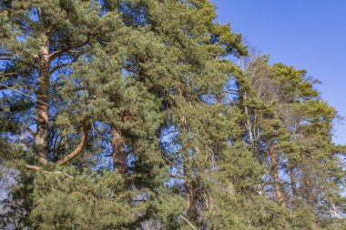 Uzun ömürlü ağaç dalları ve gündüz vakti mavi bulutsuz gökyüzü