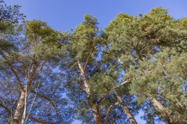 Uzun ömürlü ağaç dalları ve gündüz vakti mavi bulutsuz gökyüzü