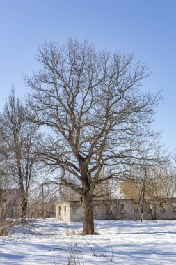 Uzun ömürlü ağaç dalları ve gündüz vakti mavi bulutsuz gökyüzü