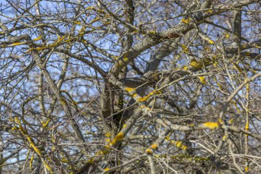 İlkbaharın başlarında bir şehir parkında dallarda parlak sarı yosunlarla solmuş olağandışı çalılar.