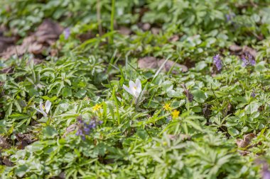 Botanik bahçesinde açan güzel, parlak bahar çiçeği