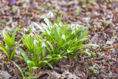 Botanik bahçesinde açan güzel, parlak bahar çiçeği