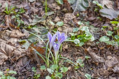 Botanik bahçesinde açan güzel, parlak bahar çiçeği