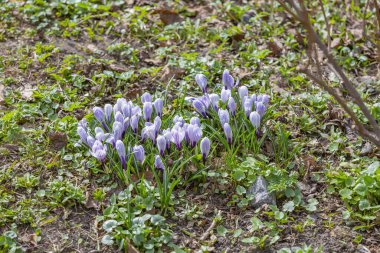 Botanik bahçesinde açan güzel, parlak bahar çiçeği