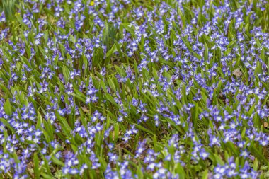 Botanik bahçesinde açan güzel, parlak bahar çiçeği