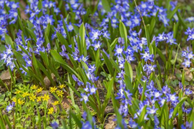 Botanik bahçesinde açan güzel, parlak bahar çiçeği