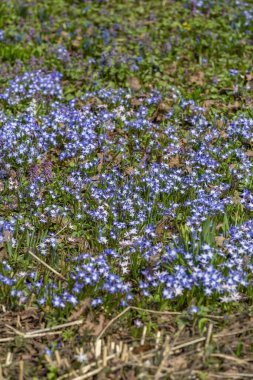 Botanik bahçesinde açan güzel, parlak bahar çiçeği