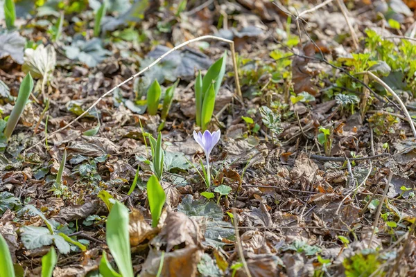 Botanik Bahçesinde Açan Güzel Parlak Bahar Çiçeği — Stok fotoğraf