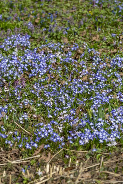 Hermosa Flor Primavera Brillante Floreció Jardín Botánico — Foto de Stock