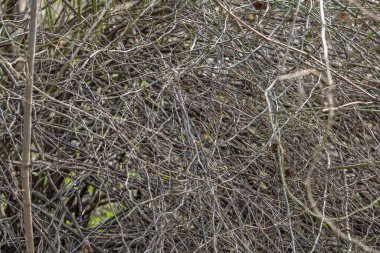 İlkbaharın başlarında banliyö ormanlarında alışılmadık kurumuş çalılar.