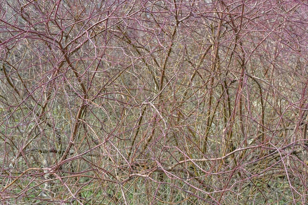 Arbusto Seco Inusual Cinturón Forestal Suburbano Principios Primavera — Foto de Stock