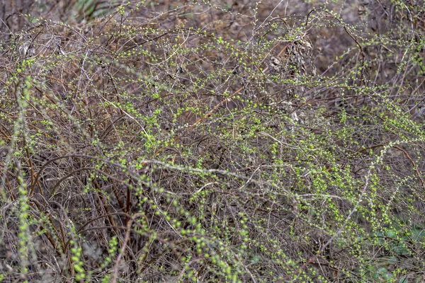 早春の郊外の森林帯で珍しい乾燥ブッシュ — ストック写真