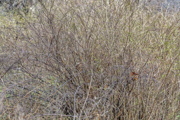 Необычный Сушеный Куст Пригородном Лесном Поясе Ранней Весной — стоковое фото