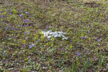 Parlak bahar çiçekleri ve yeşillikleriyle ekilmemiş yabani çayır