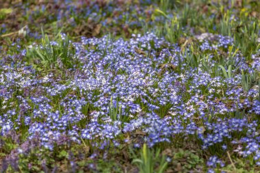 Parlak bahar çiçekleri ve yeşillikleriyle ekilmemiş yabani çayır