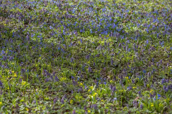 Prado Selvagem Não Cultivado Com Flores Brilhantes Primavera Vegetação — Fotografia de Stock