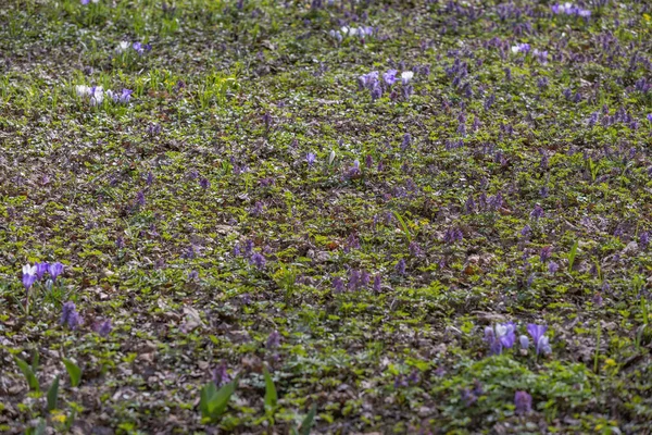 Prado Selvagem Não Cultivado Com Flores Brilhantes Primavera Vegetação — Fotografia de Stock