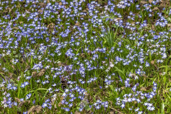 Prairie Sauvage Non Cultivée Avec Des Fleurs Printanières Lumineuses Verdure — Photo