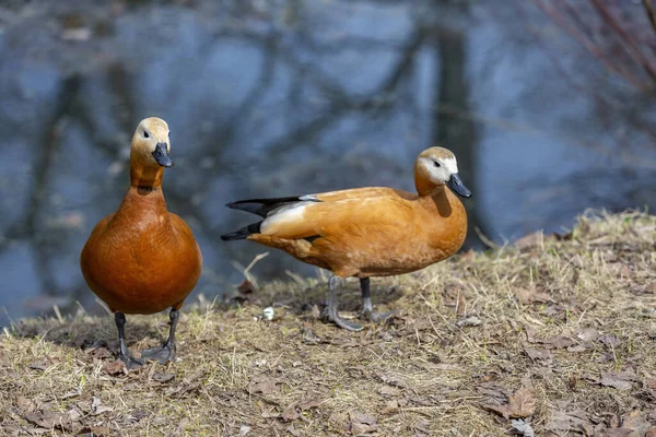 Pato Fêmea Adulto Marrom Branco Gramado Verde Parque Cidade — Fotografia de Stock