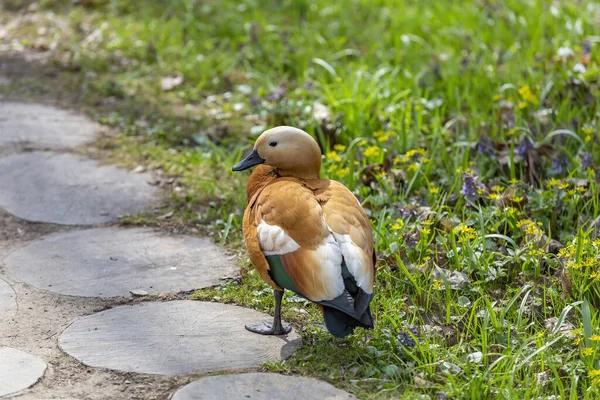 Canard Adulte Femelle Brun Blanc Sur Une Pelouse Verte Dans — Photo