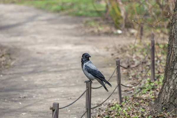 一只灰乌鸦和一只黑乌鸦坐在一座城市公园的木栅栏上 — 图库照片