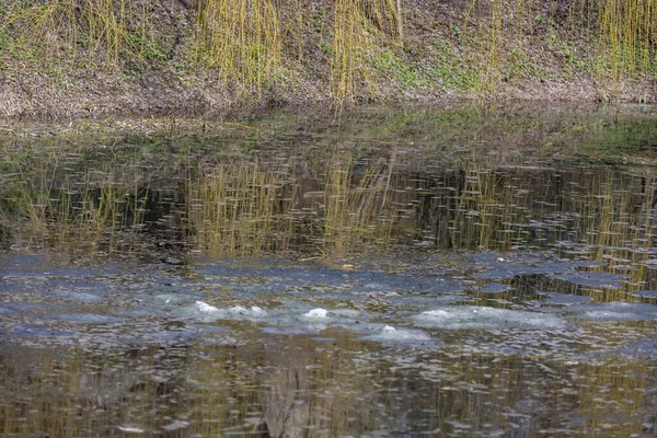 Trädet Reflekteras Vattenytan Dammen Parken — Stockfoto