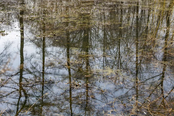 Der Baum Spiegelt Sich Der Wasseroberfläche Des Teiches Park — Stockfoto