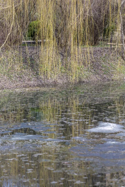 Tree Reflected Water Surface Pond Park — Stock Photo, Image