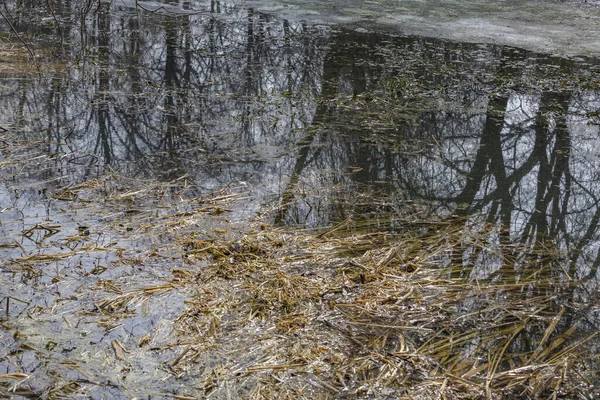 Boom Wordt Weerspiegeld Het Wateroppervlak Van Vijver Het Park — Stockfoto