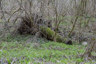 Gün boyunca dağlık bir yamaçtaki engebeli bir ormanda ilkbahar bitkileri.